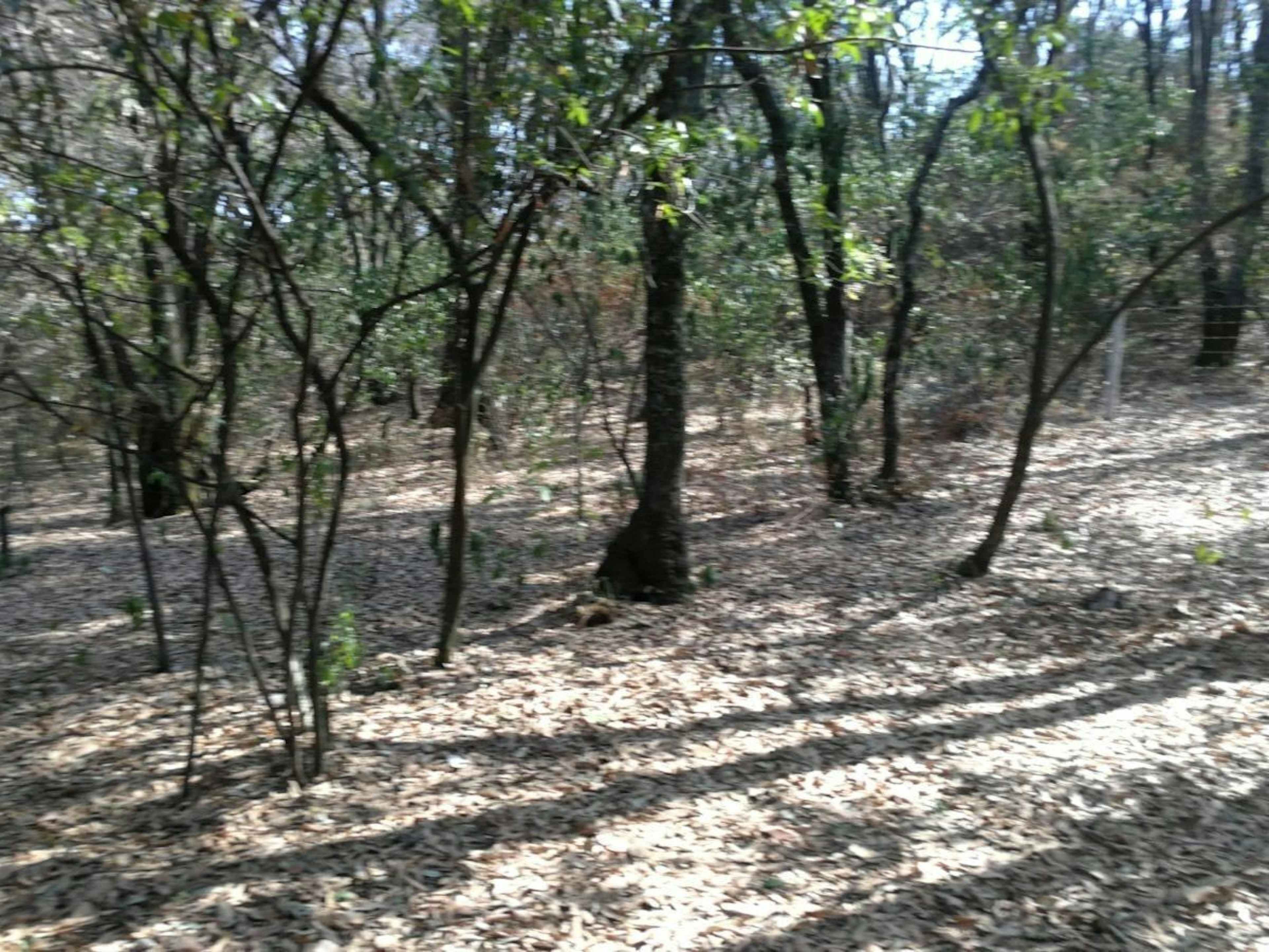 Boulevard Bosque Real 52774