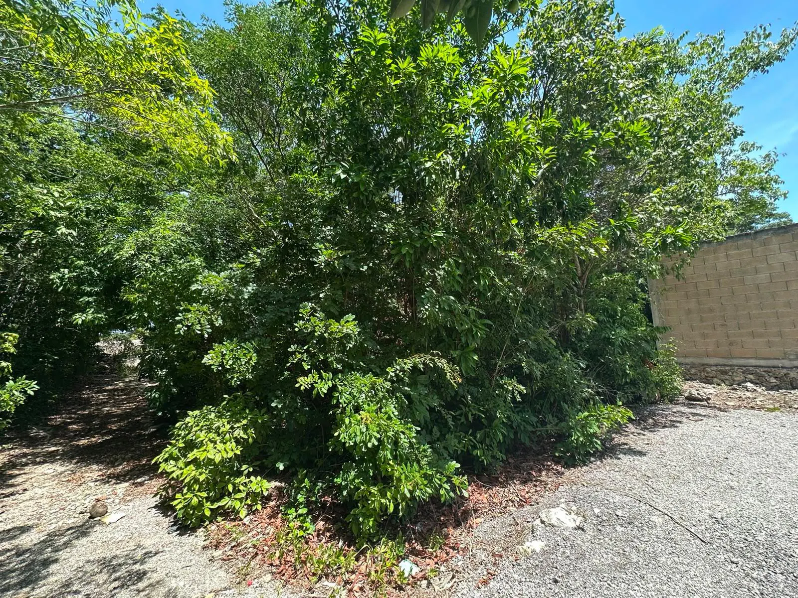 Terreno Spot2