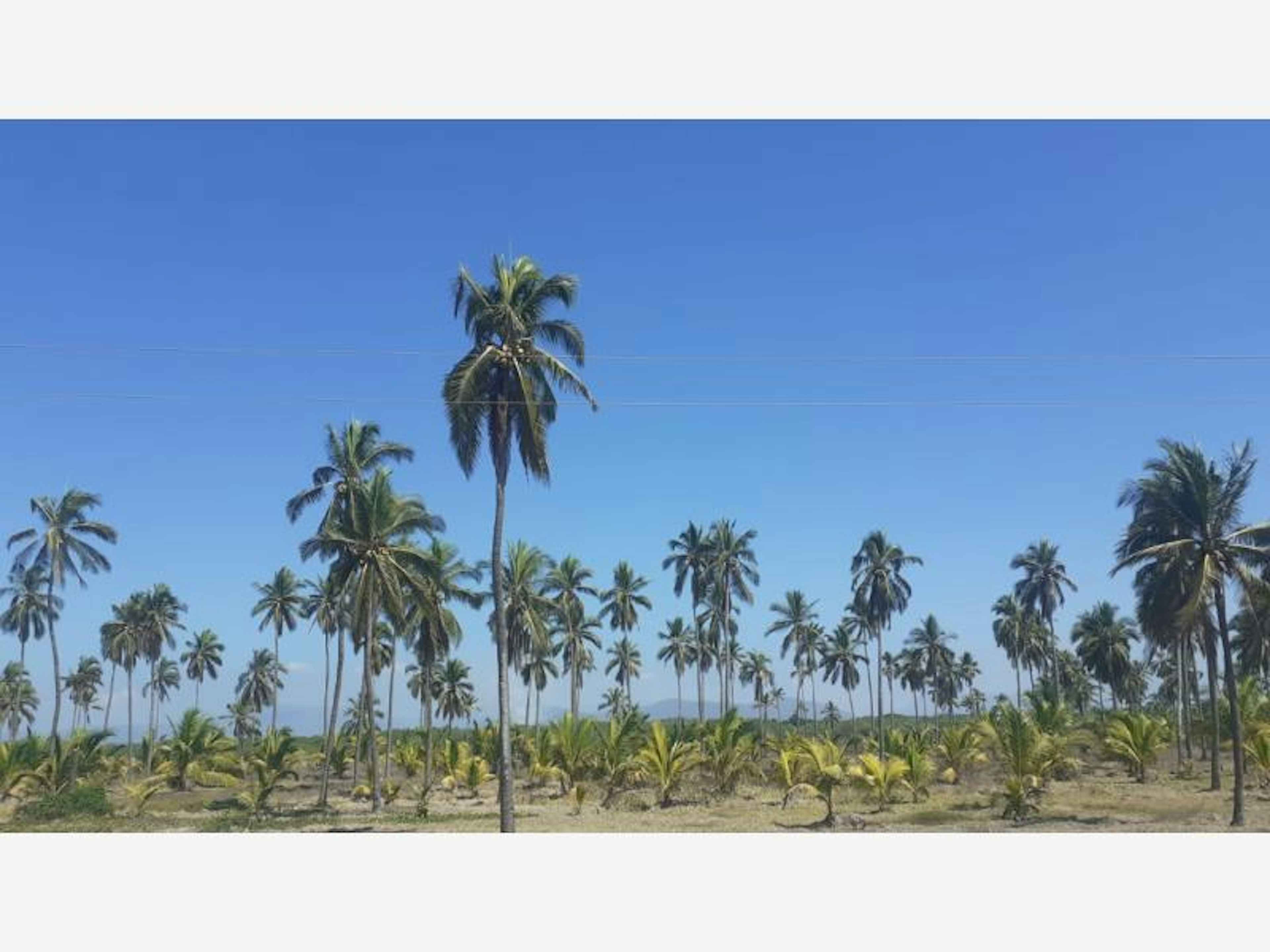 Terreno En Venta En Cerro De Ortega, Tecomán, Colima