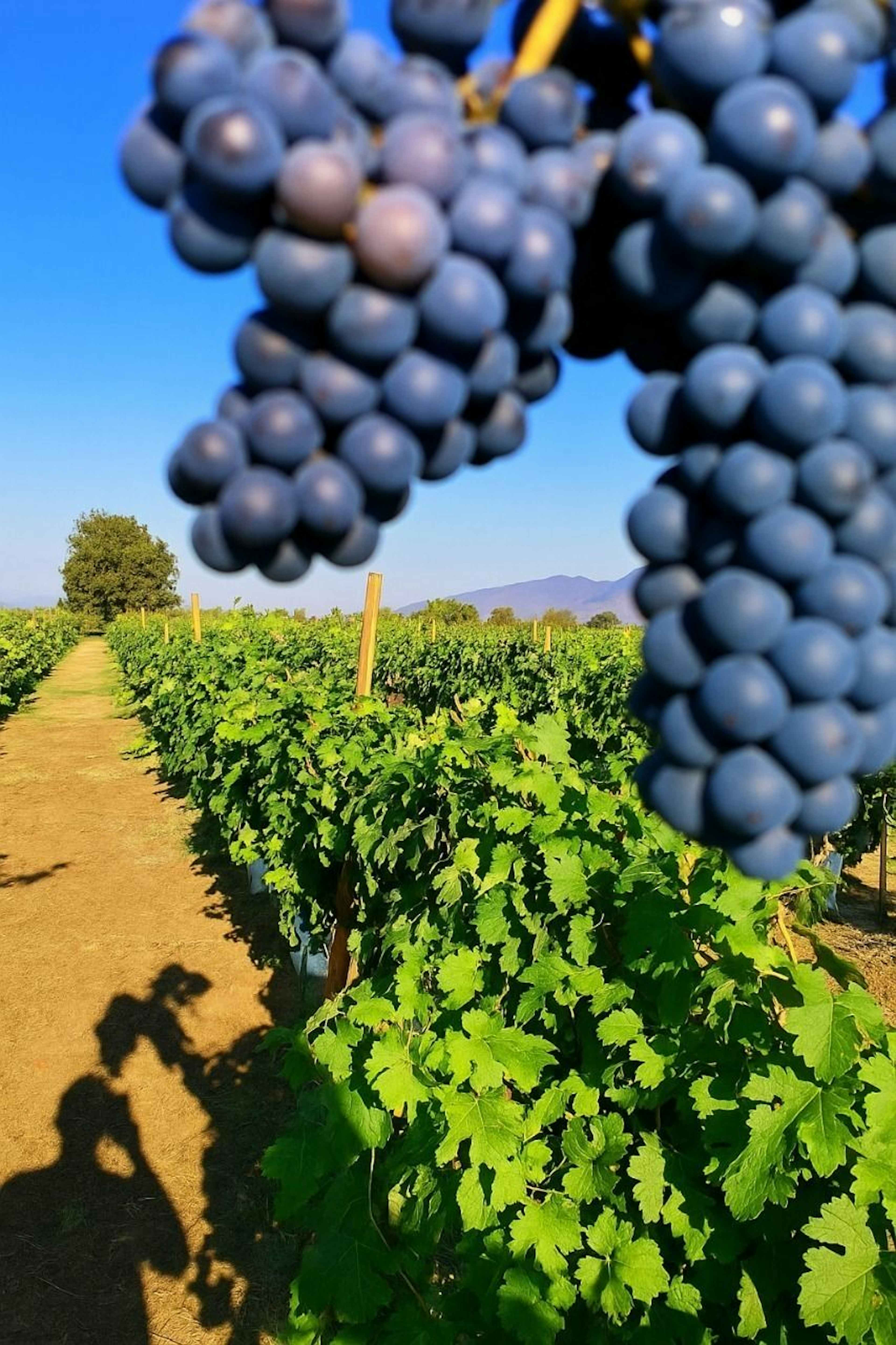 Valle De Guadalupe 201