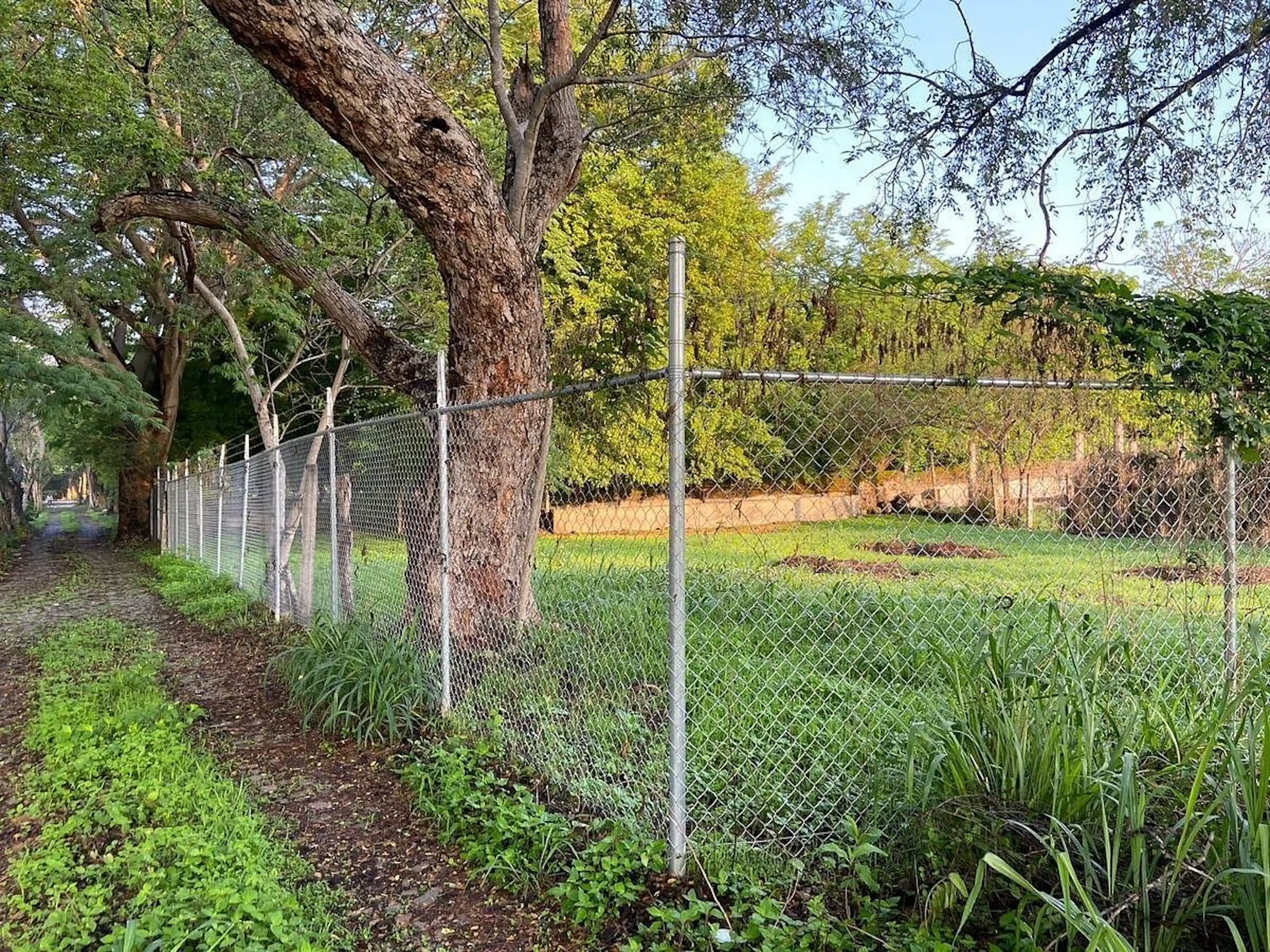 Terreno En Comala: 493 M²