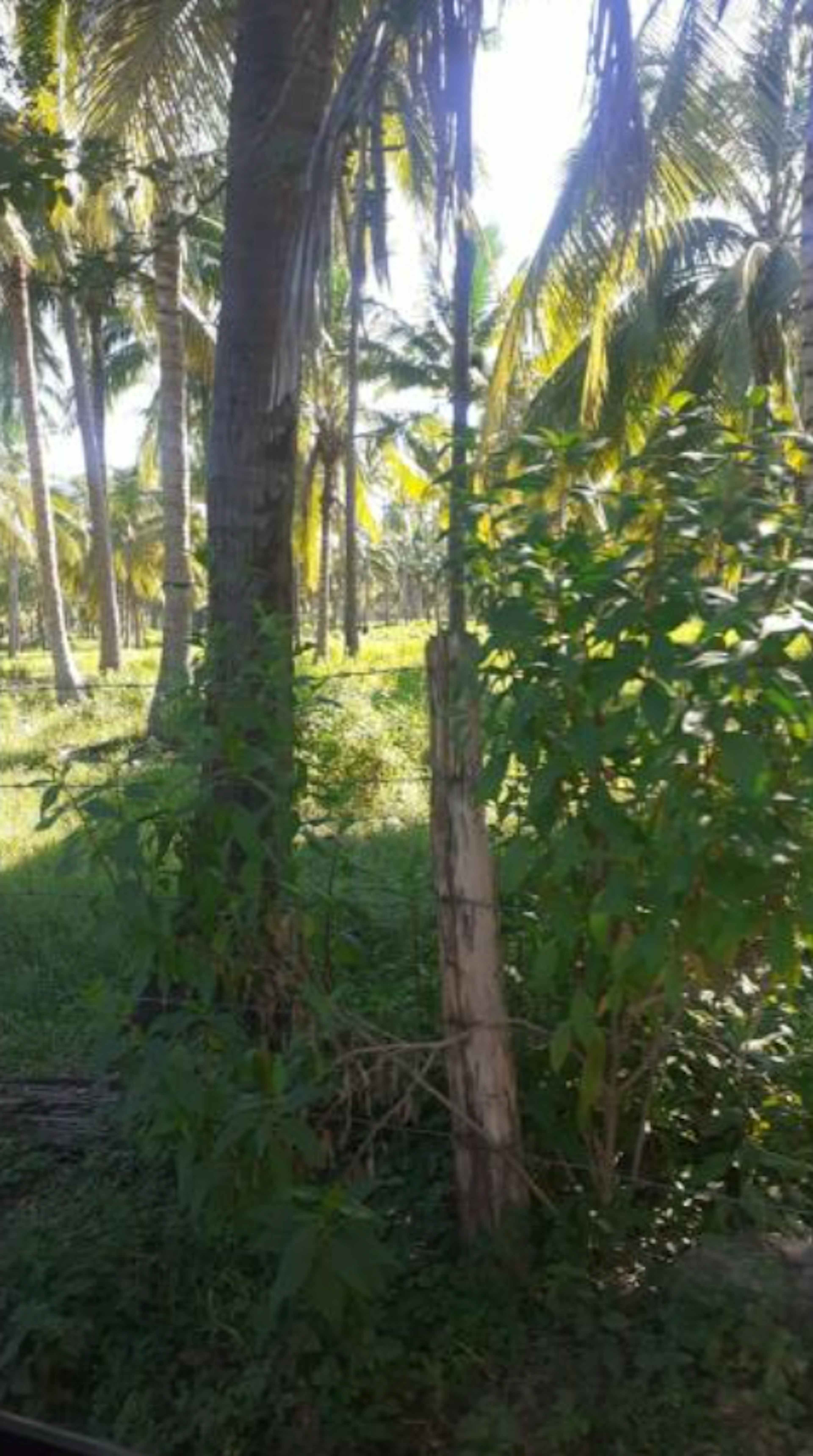 Terreno Cerro De Ortega