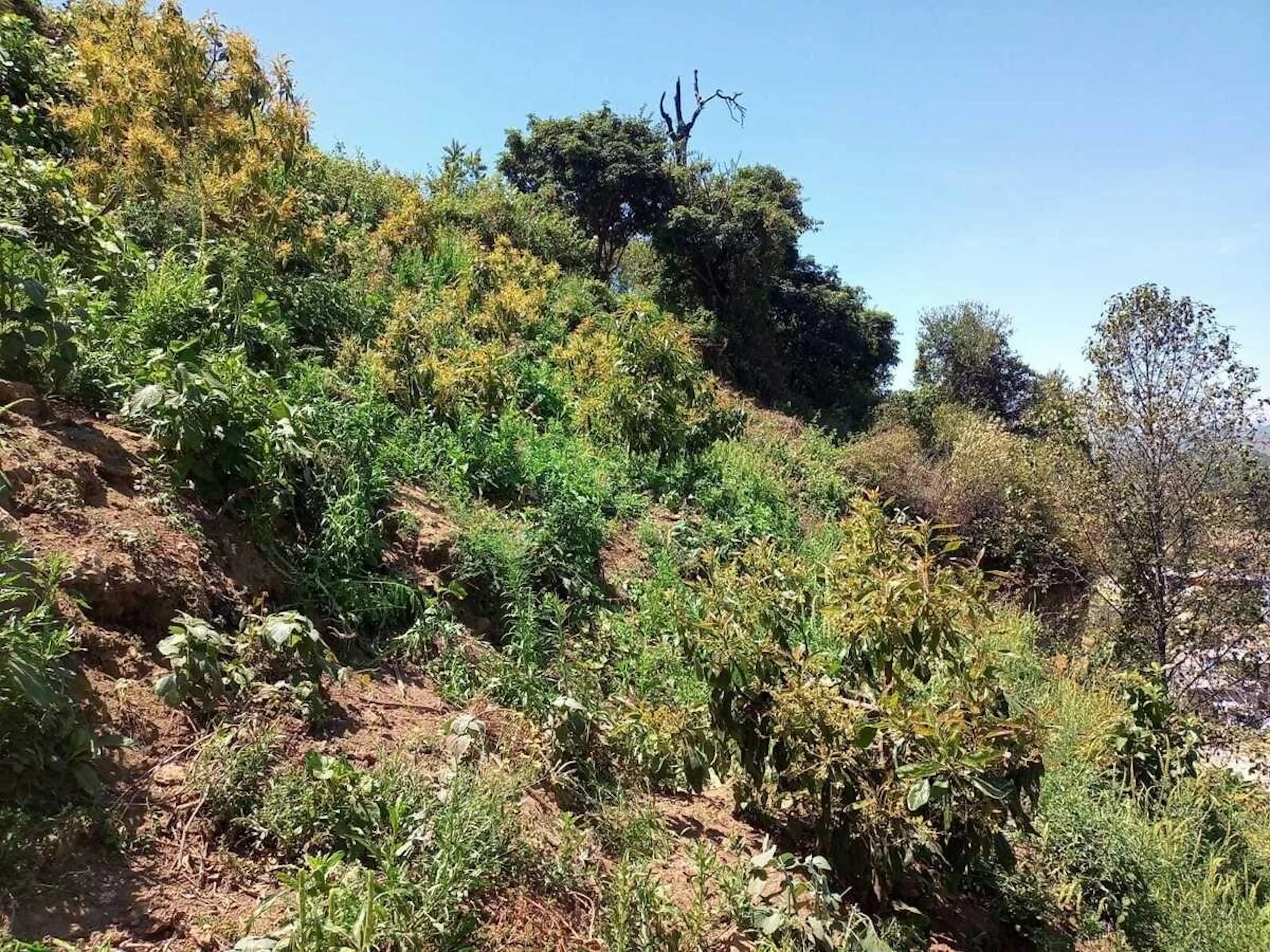 Terreno Agrícola con Ojo de Agua y Aguacates en La Candelaria