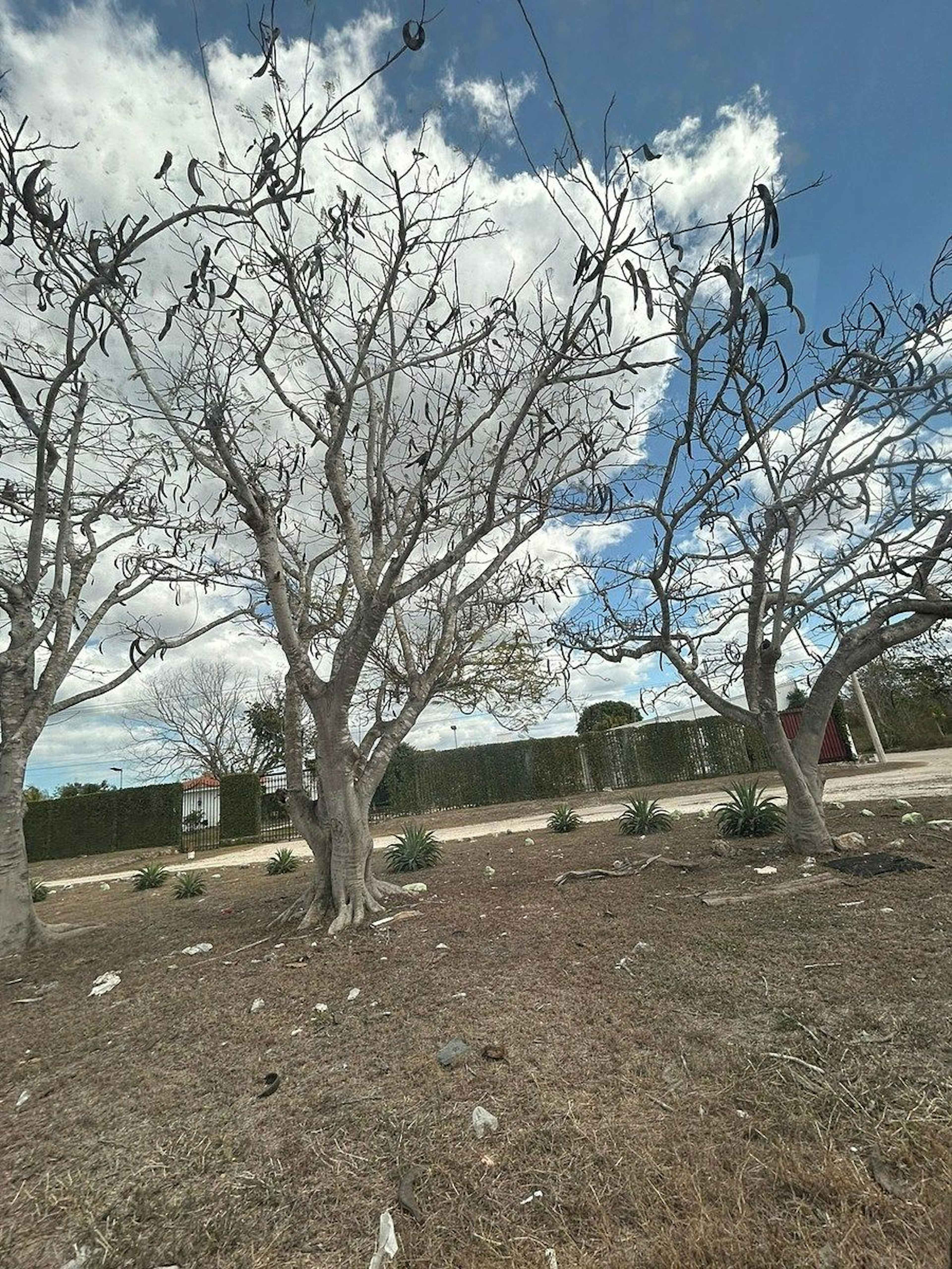 Carretera Mérida Progreso