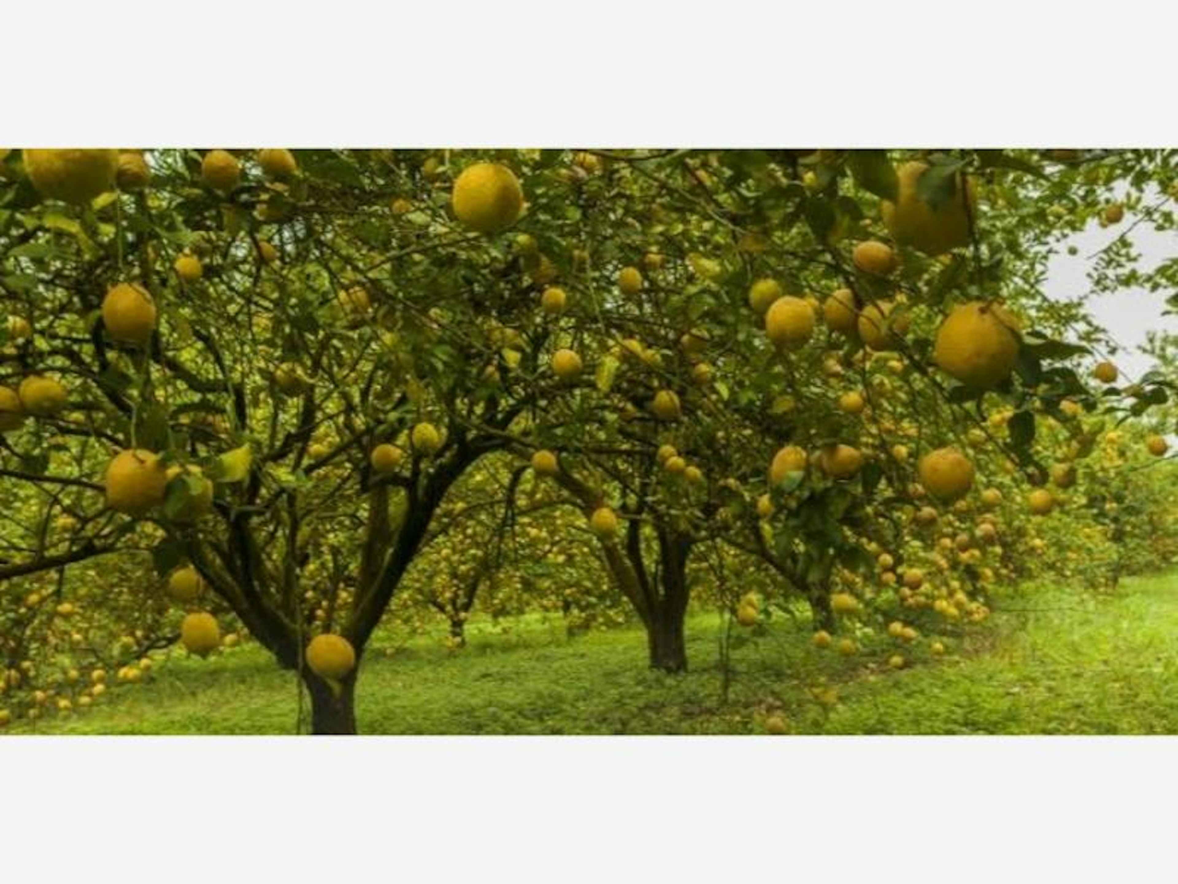 Terreno En Venta En Cerro De Ortega, Tecomán, Colima