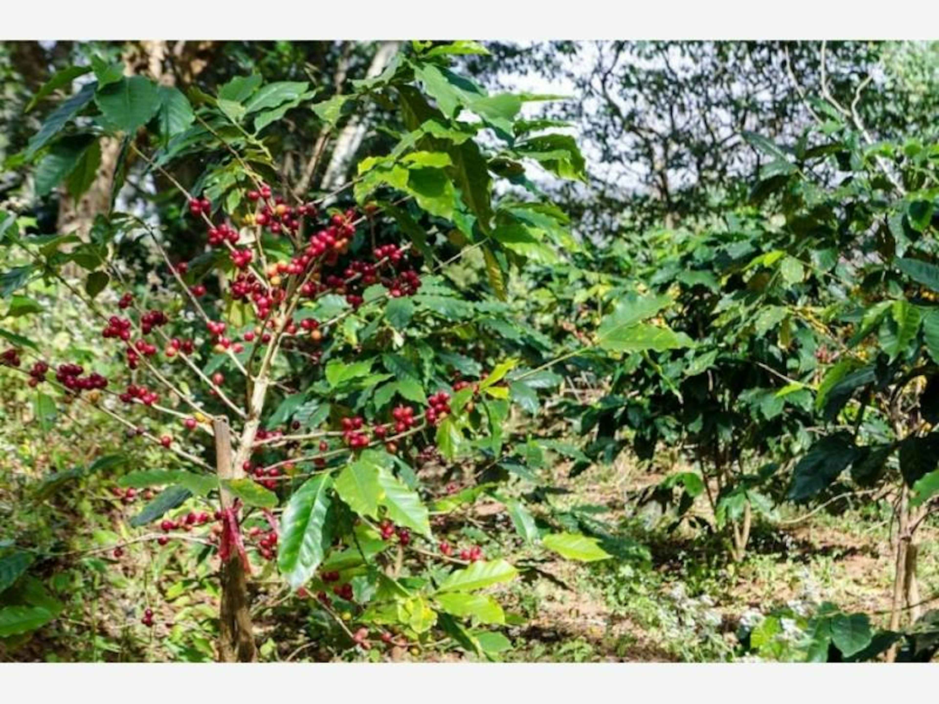 Terreno En Venta En Cofradia De Suchitlan, Comala, Colima