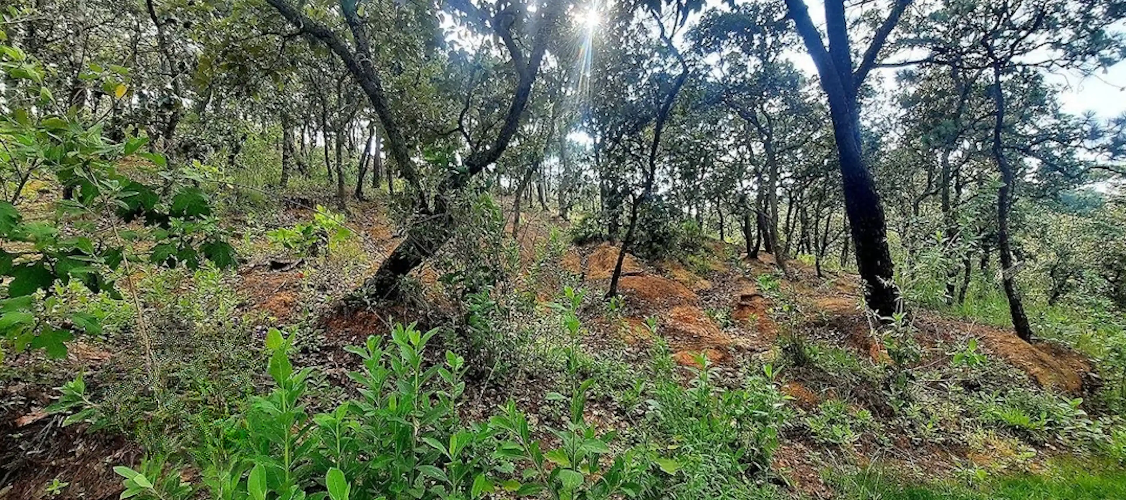 Terreno en la Boquilla