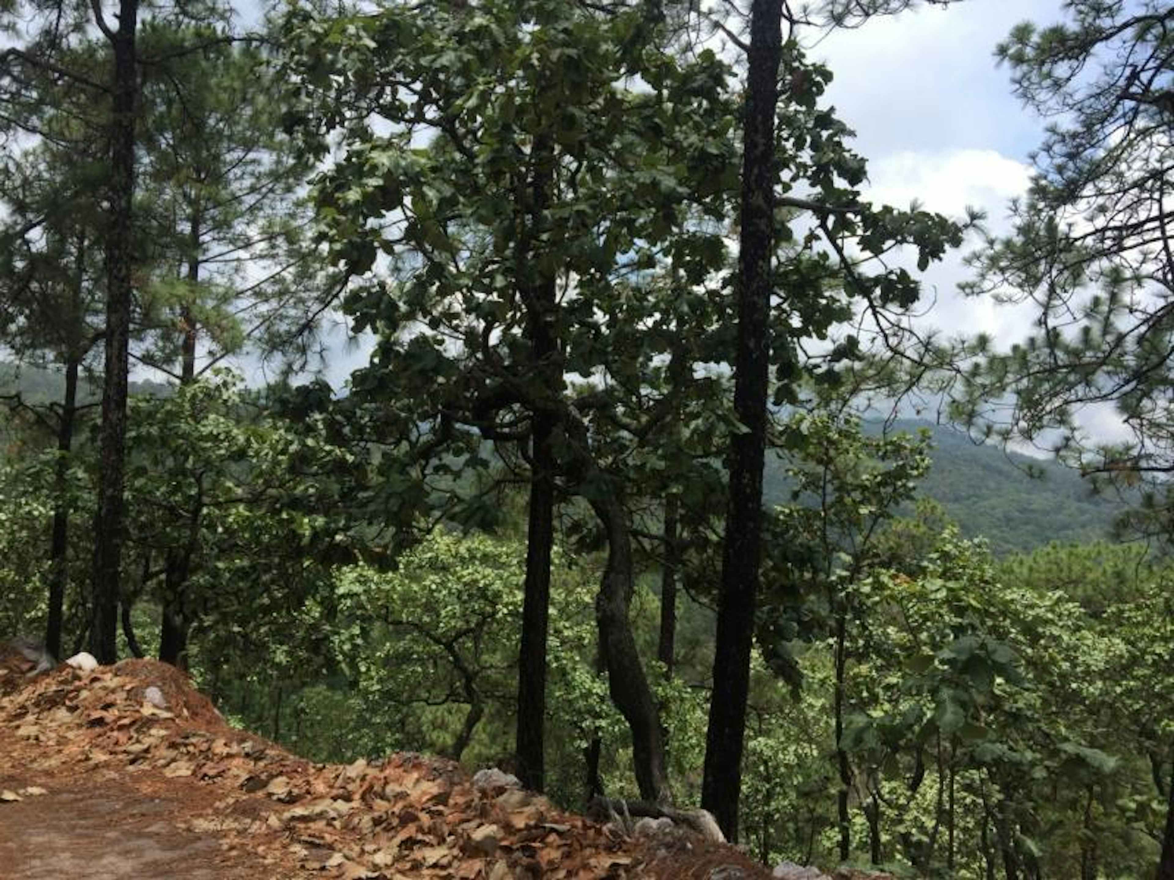 Terreno En Venta En Mascota, Mascota, Jalisco