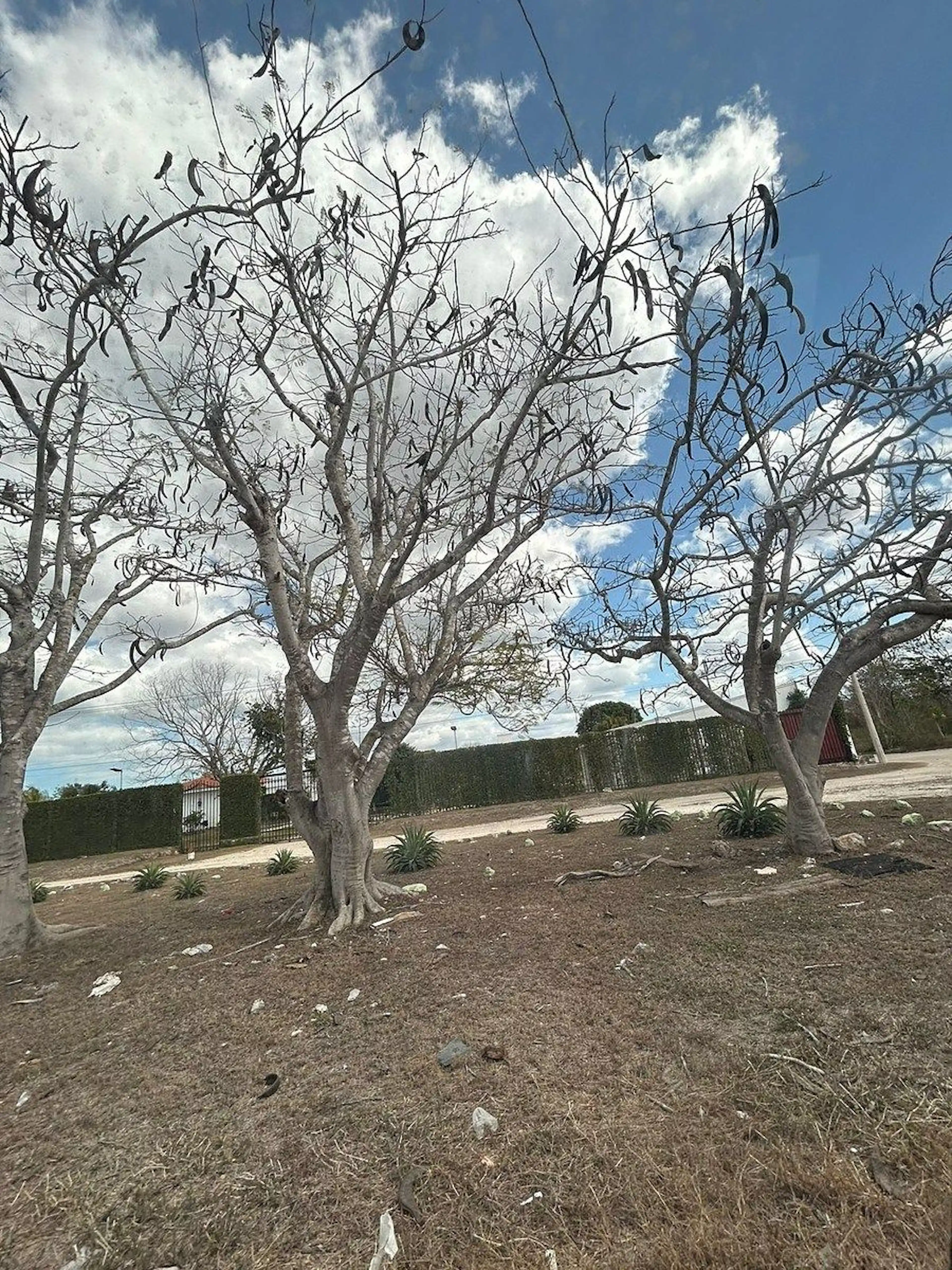 Venta De Terreno A Un Costado De Carretera Mérida Progreso