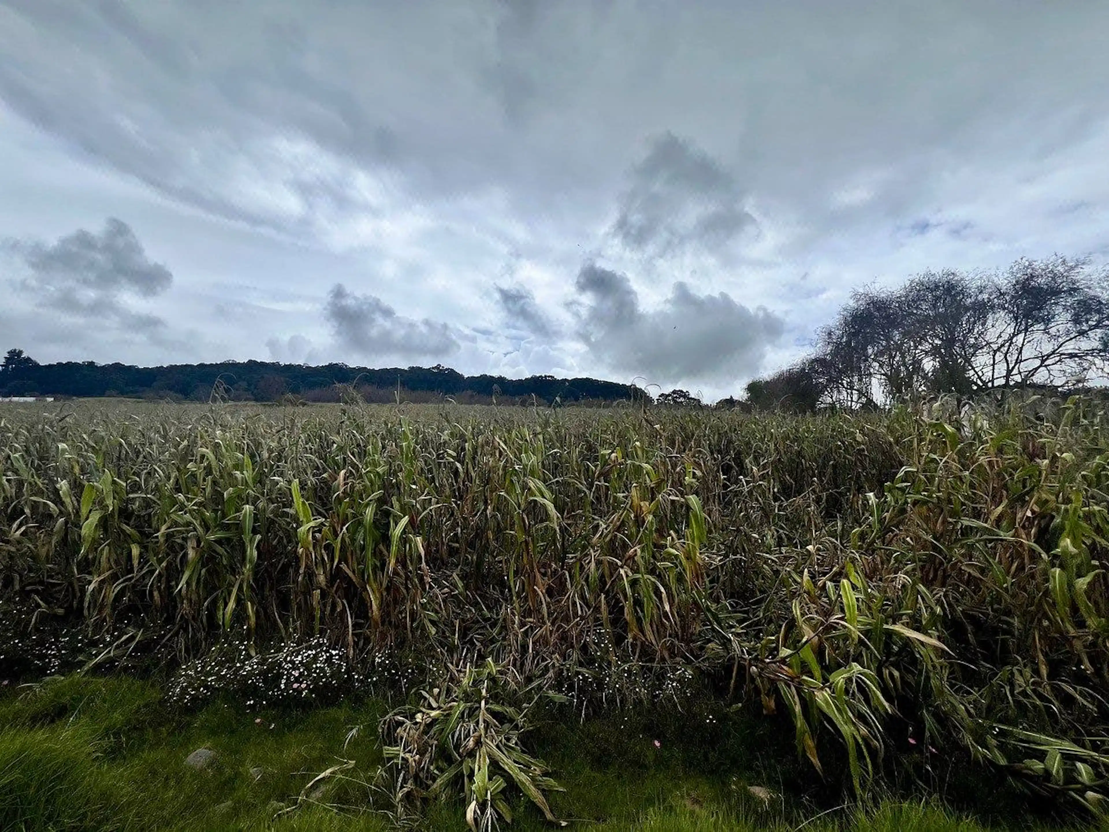 VENTA TERRENO EN PALMITO, TIMILPAN,  límite MUNICIPIO DE JILOTEPEC