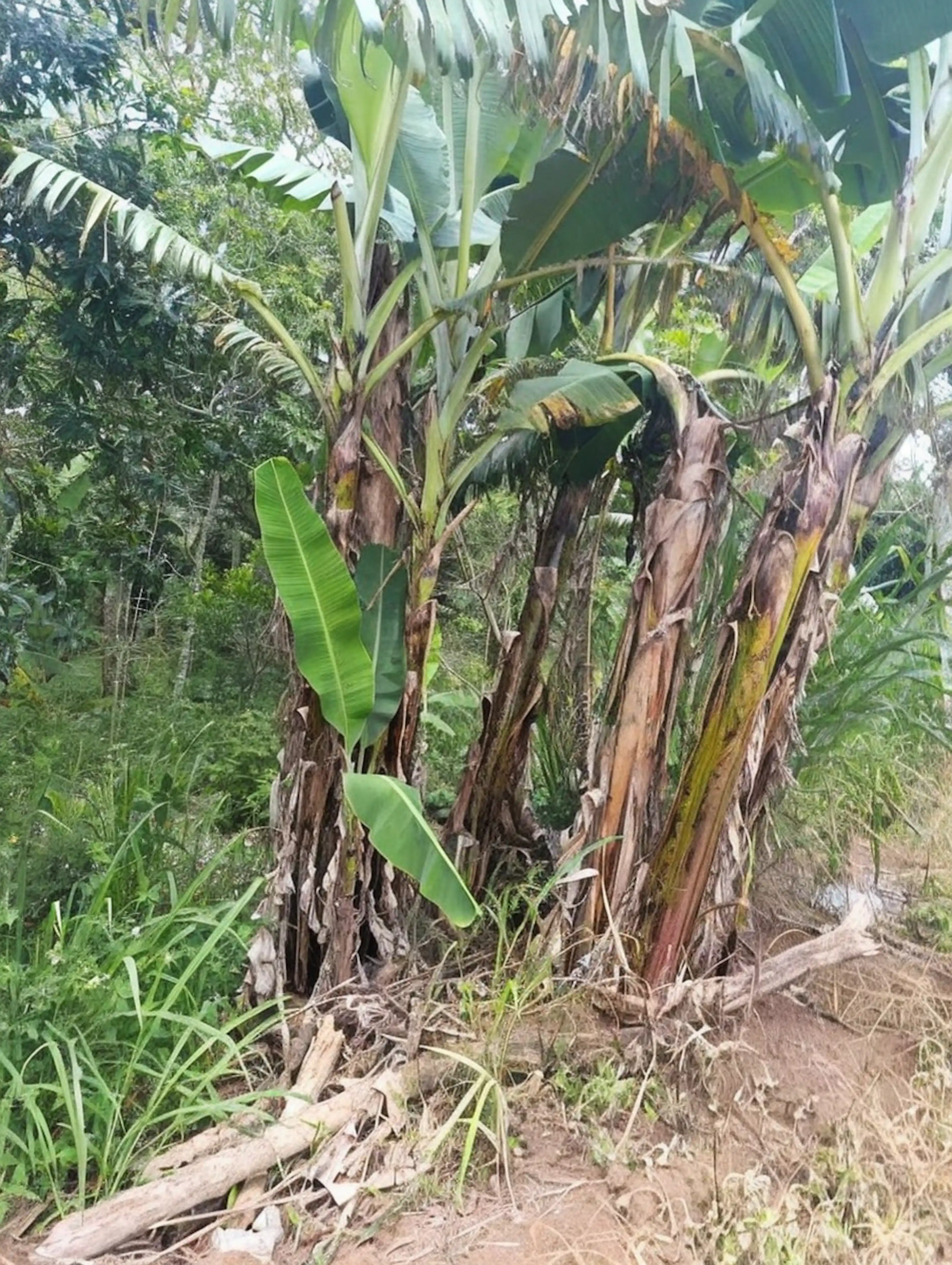 Lote En Venta Por Nacaxtle 5000m2 $680,000