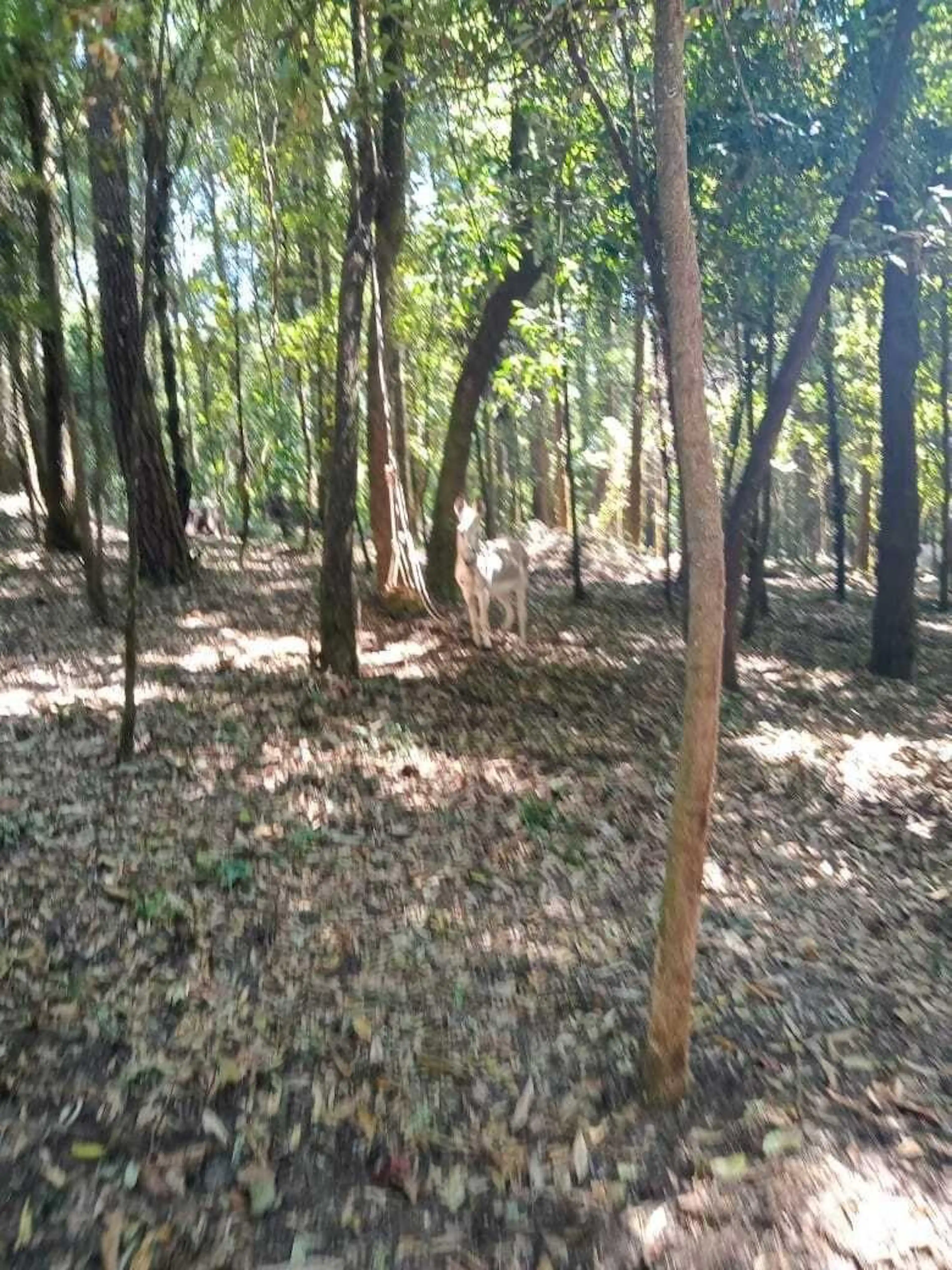 ¡Remate! Terreno Boscoso de 5,000 m² en Los Álamos, a 10 Minutos de Acatitlán