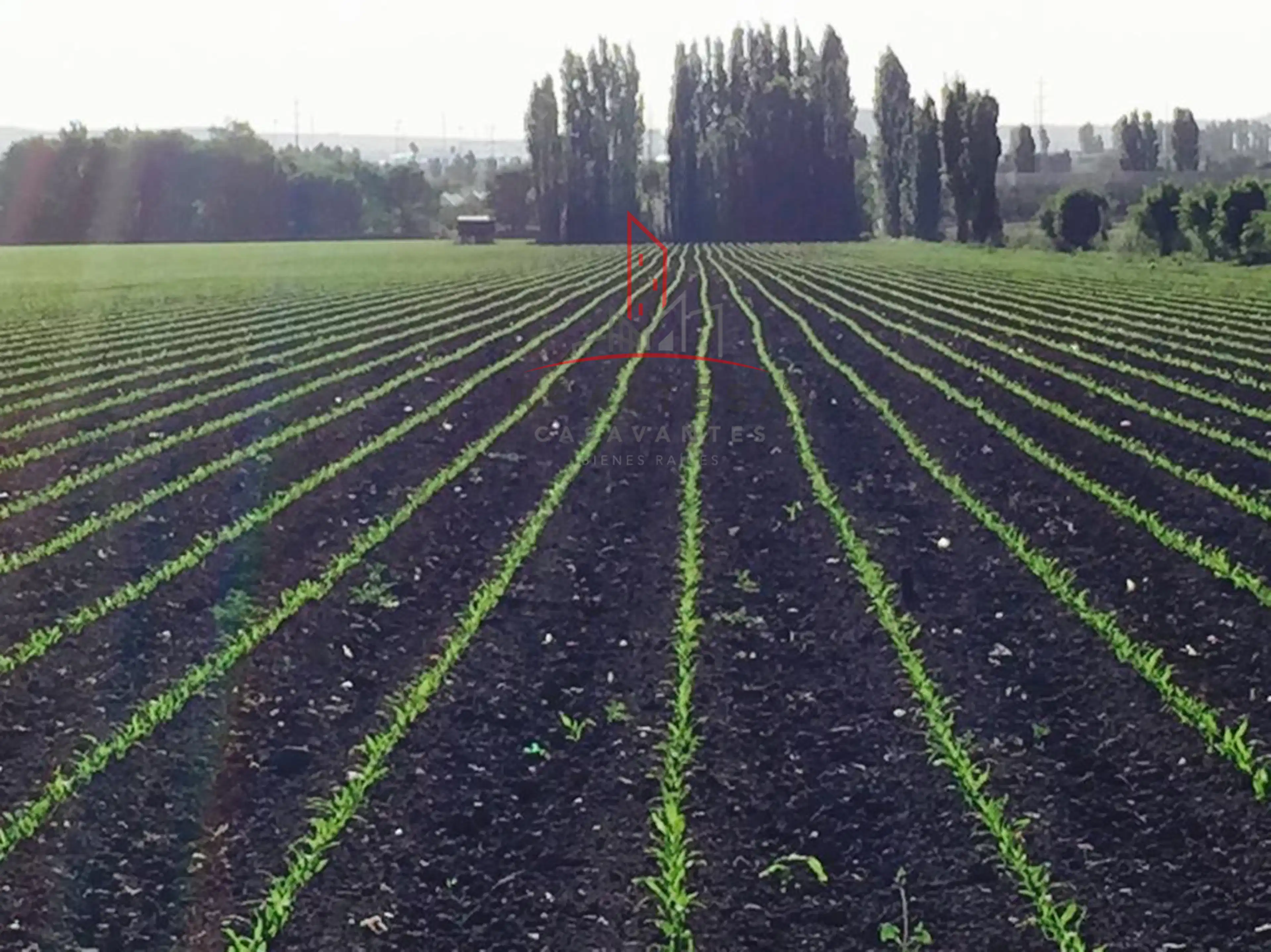 Terreno Agricola Venta Cuauhtemoc Chihuahua 13,000,000   Rgc