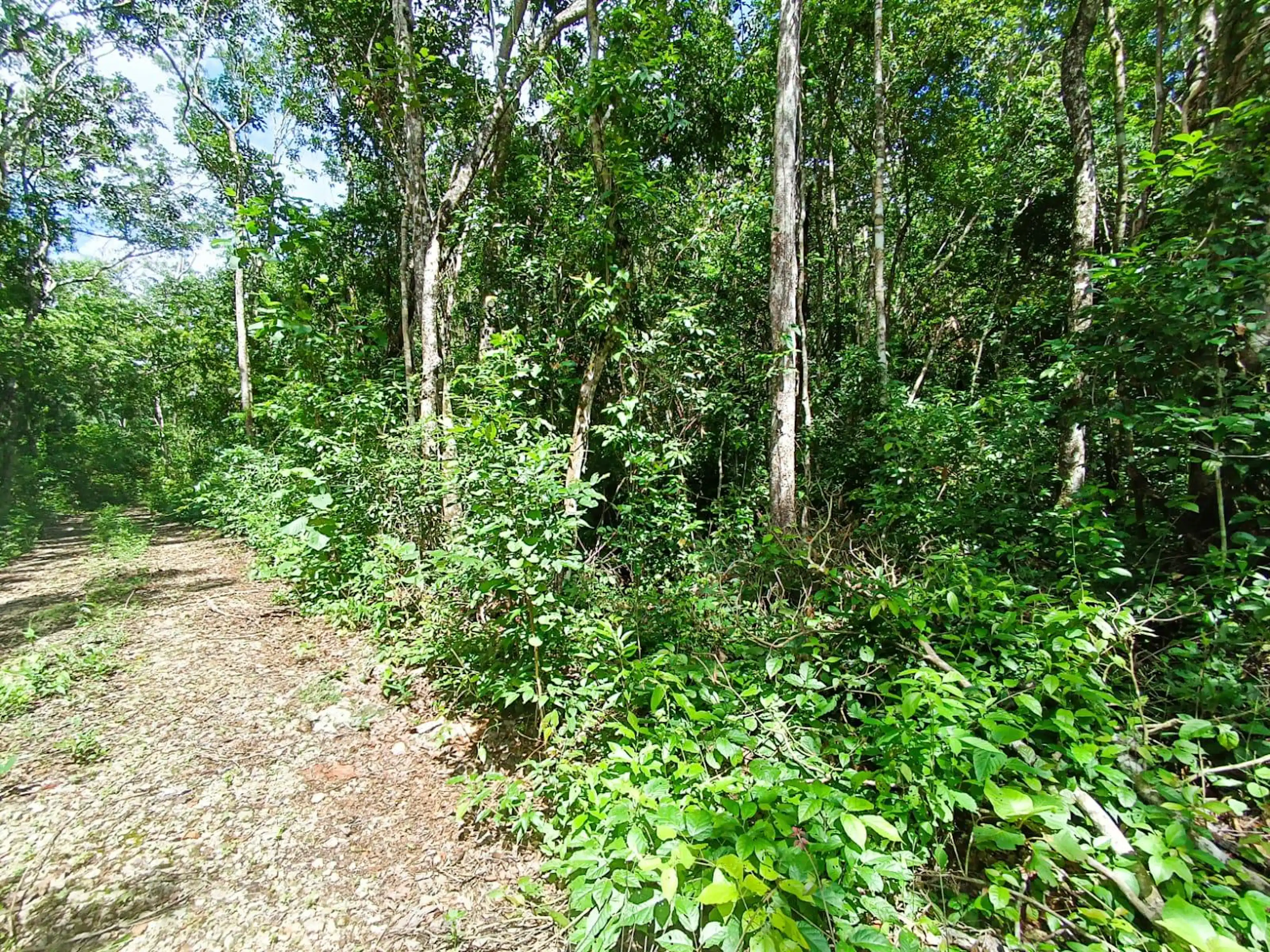 Lote En Venta Ecologico | Francisco Uh May Tulum | Invierte En La Selva Cerca De Azulik | P4252