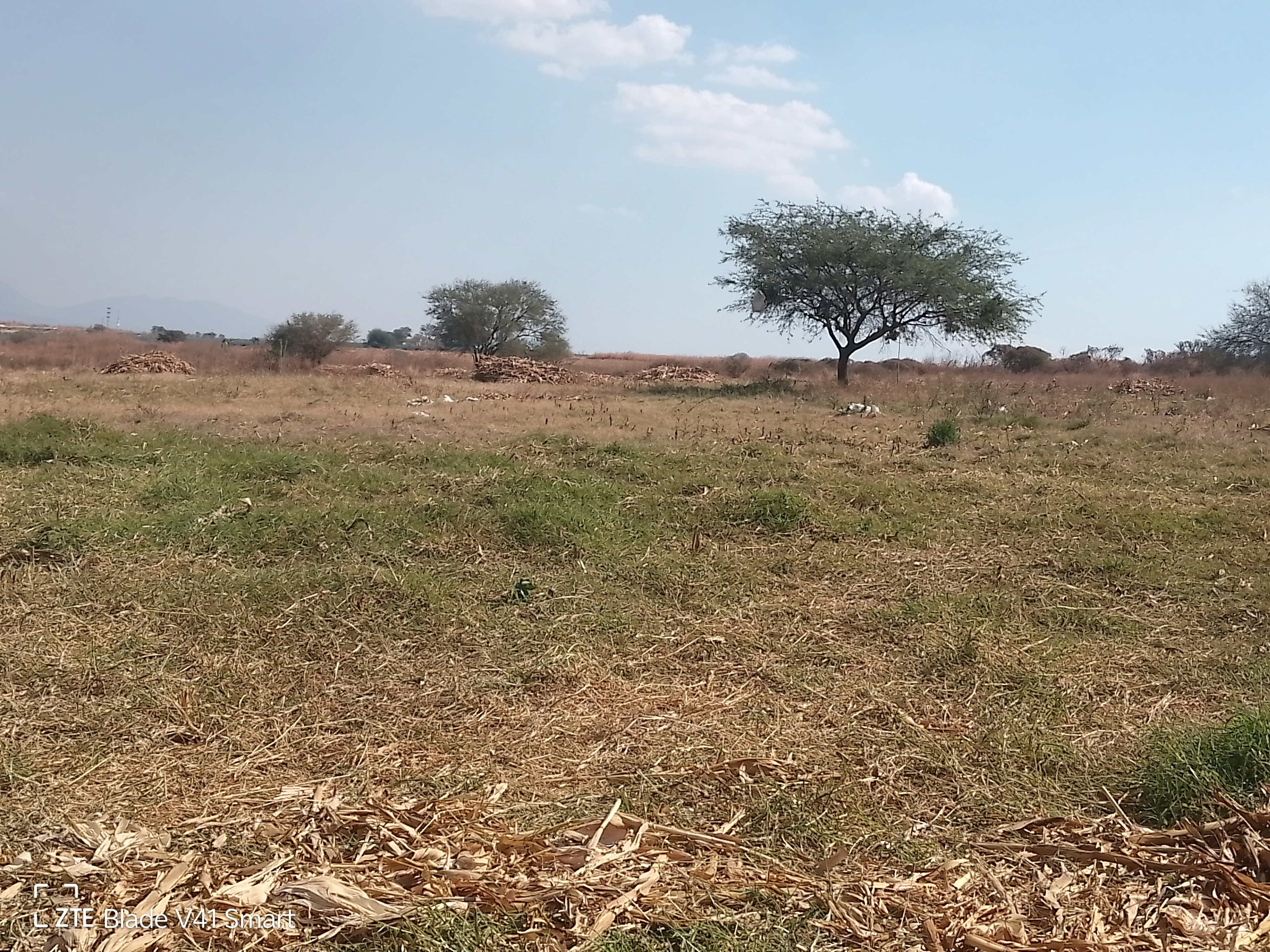 Esta imagen muestra un terreno rural extenso y seco, típico de regiones áridas o semiáridas. Se observan árboles dispersos y vegetación escasa, lo que sugiere un clima desafiante para la agricultura tradicional. El terreno parece poco desarrollado, lo que podría representar una oportunidad para proyectos inmobiliarios específicos como ranchos, desarrollos ecoturísticos o instalaciones de energía renovable.