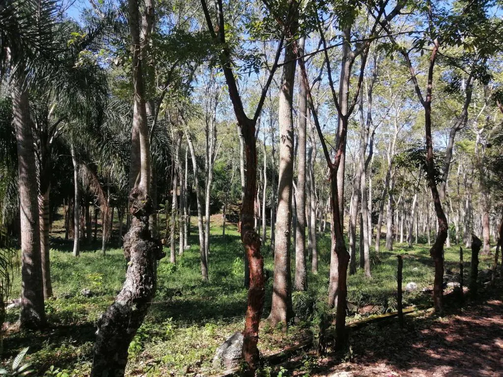 Terreno Spot2