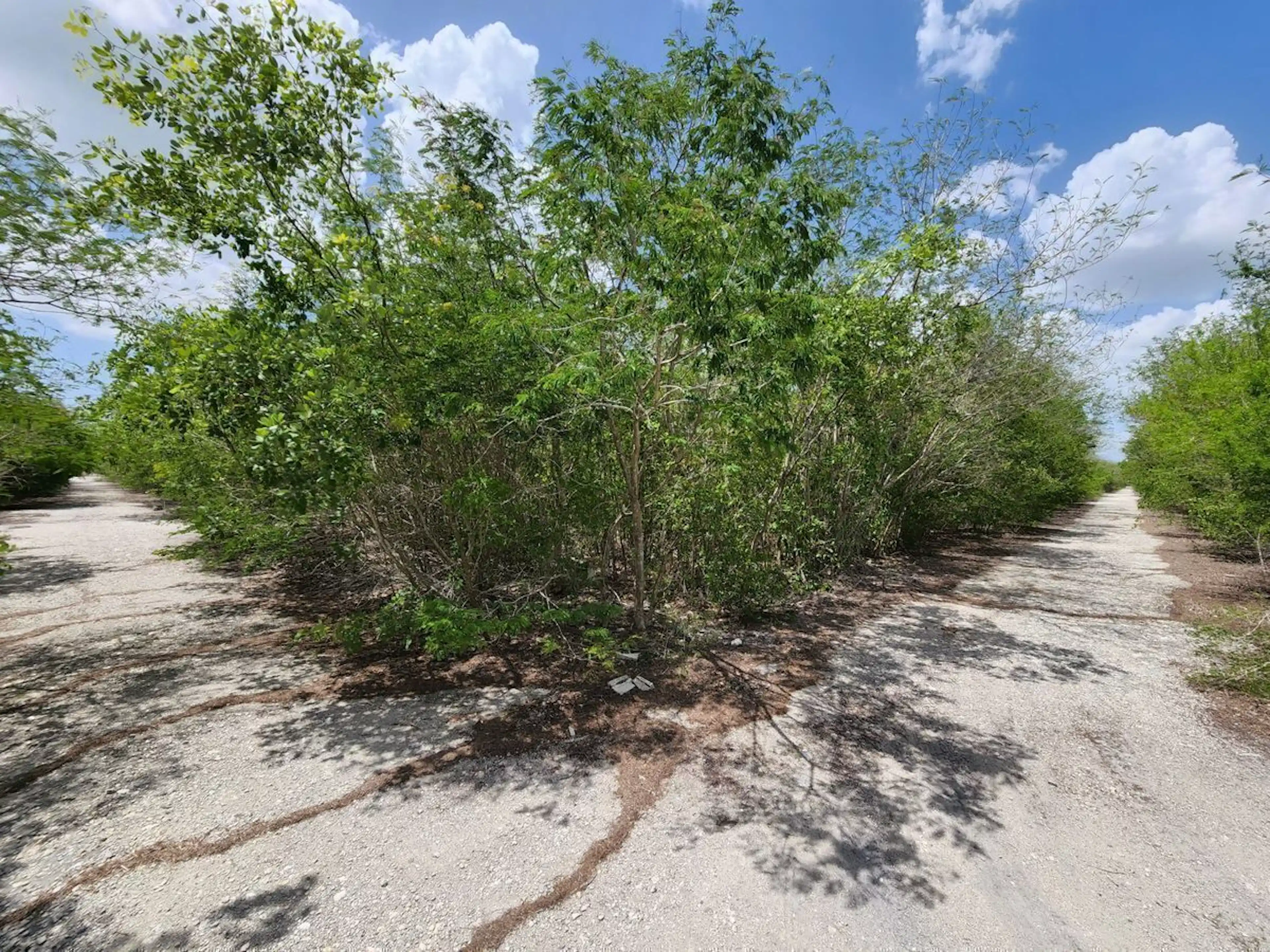 Terreno De 1 Hectárea En Venta, Kikteil, Mérida, Yucatán