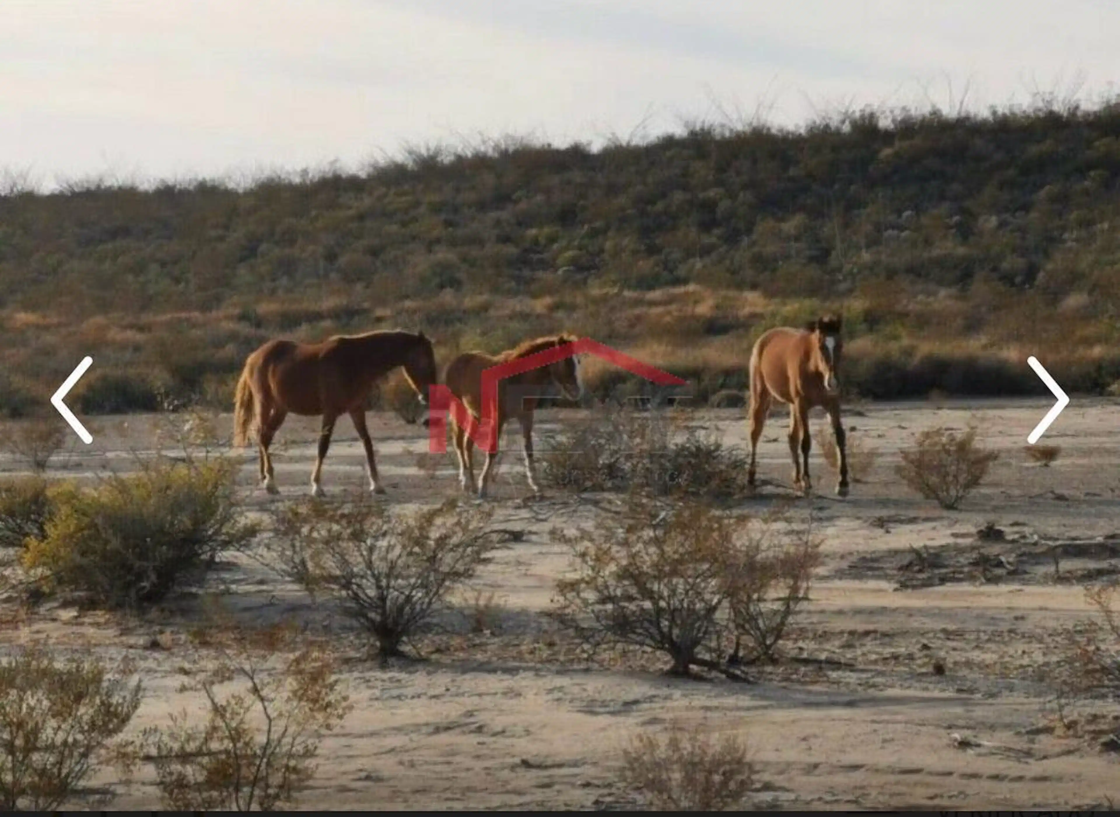 100 Hectáreas en VENTA , Ramos Arizpe Coahuila