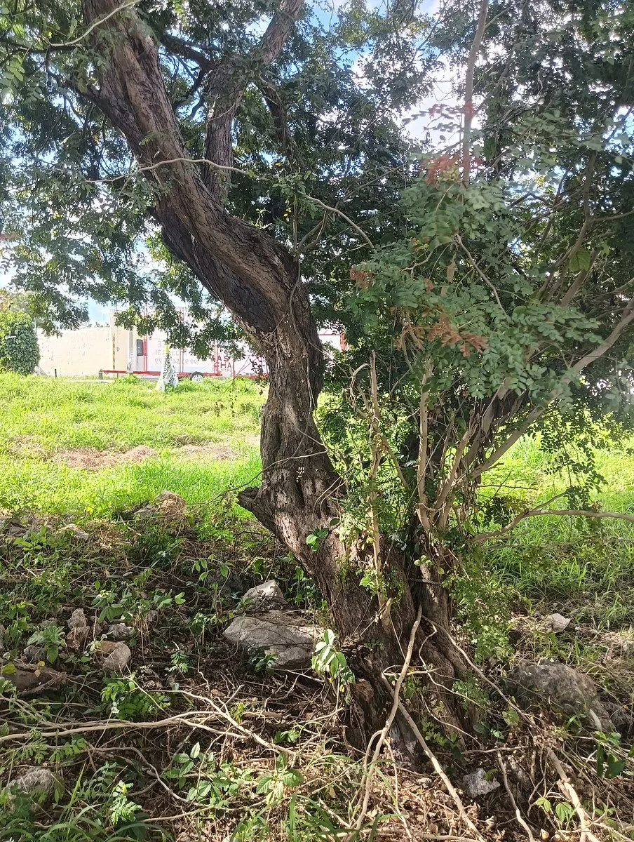 Terreno Spot2