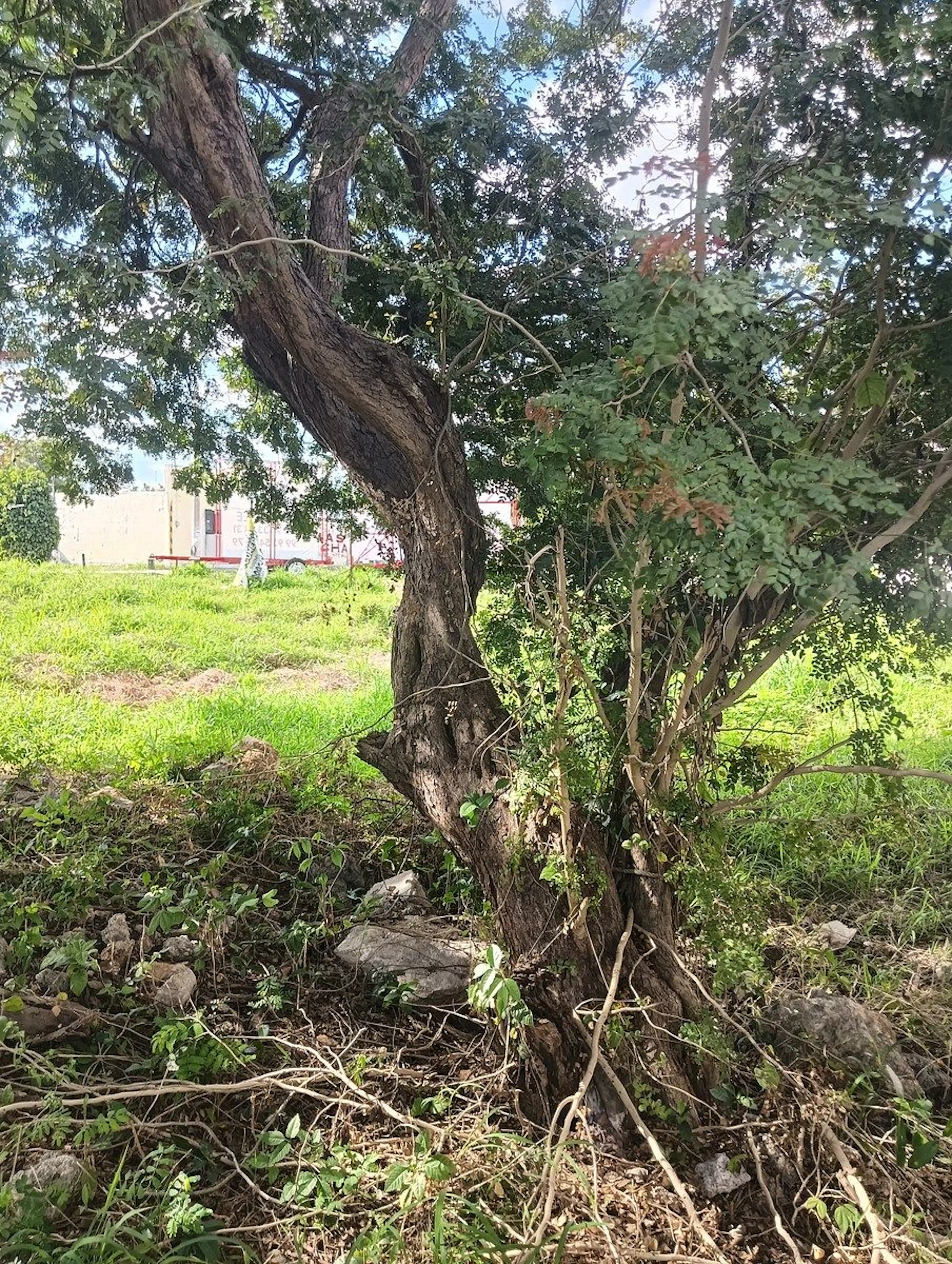 Terreno Comercial En Renta Sobre La Avenida 69