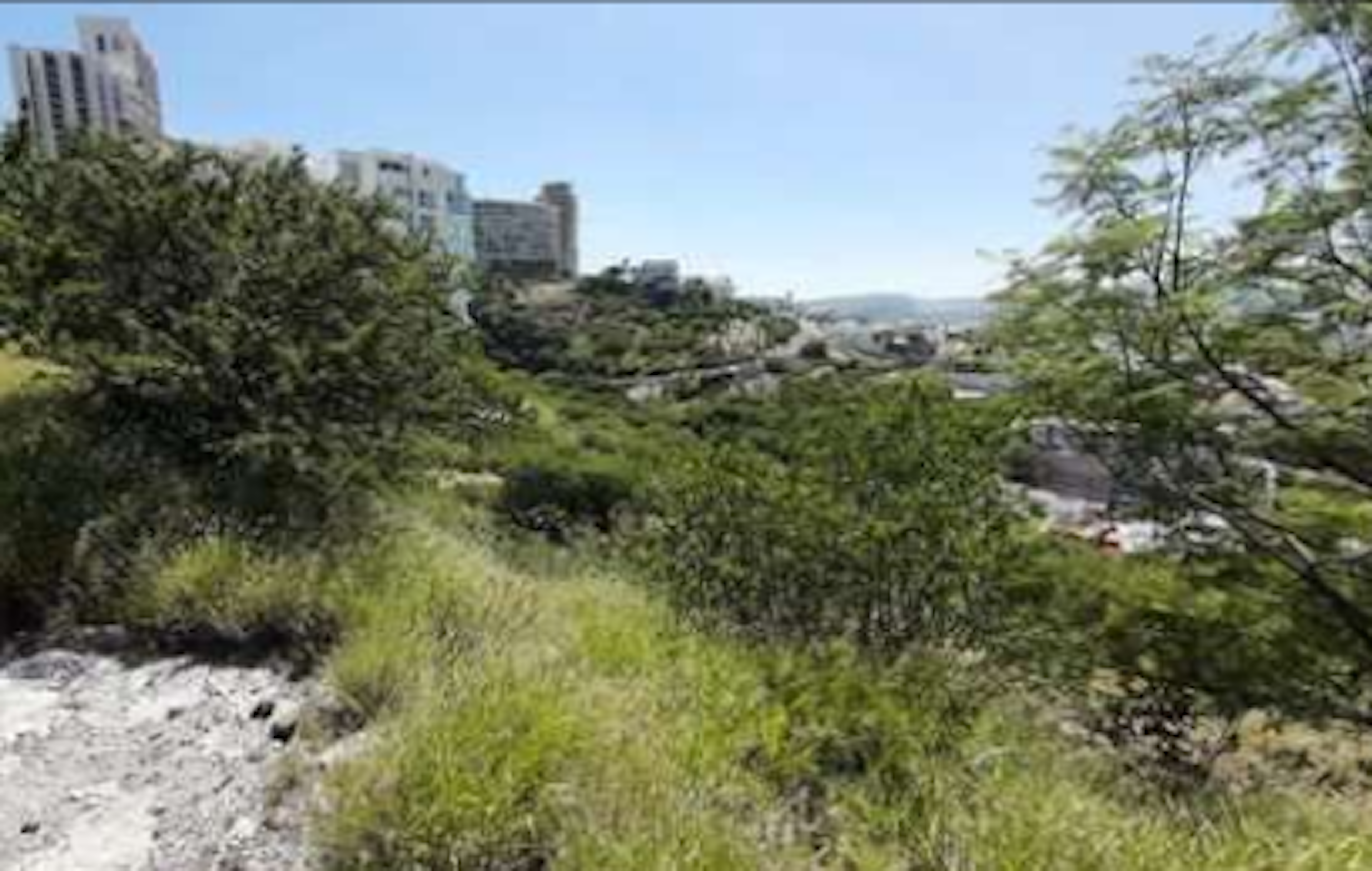 The image shows an undeveloped hillside area with lush green vegetation in the foreground, surrounded by high-rise buildings and urban development in the background. This suggests a potential real estate opportunity in an urban setting, where undeveloped land exists amidst a developed cityscape. The contrast between the natural landscape and urban structures highlights the possibility for future development or preservation of green spaces within the city.