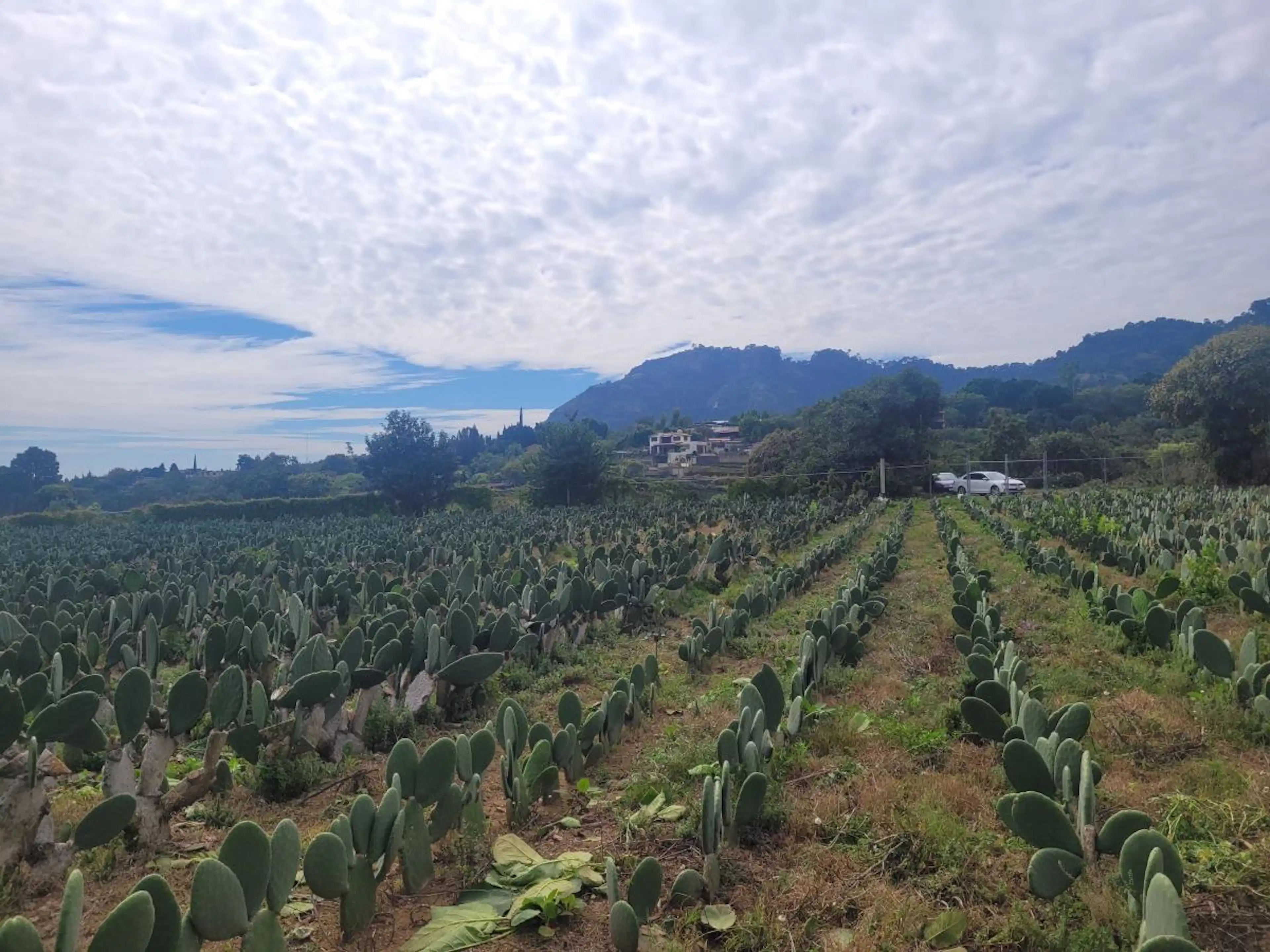 Terreno En Venta En Los Laureles (san José De Los Laureles), Tlayacapan, Morelos