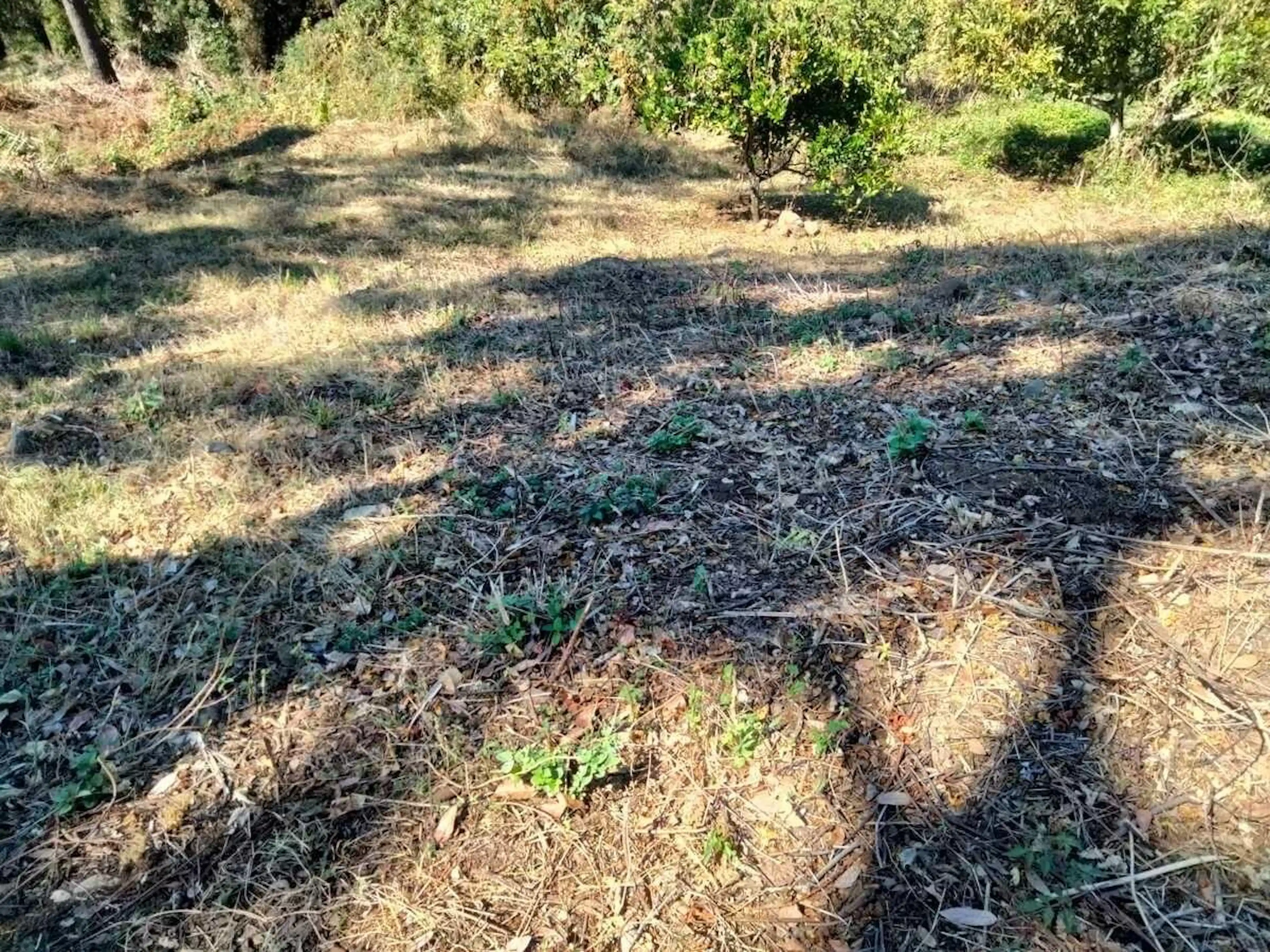 Terreno plano en Santa María Pipioltepec – Súper oferta