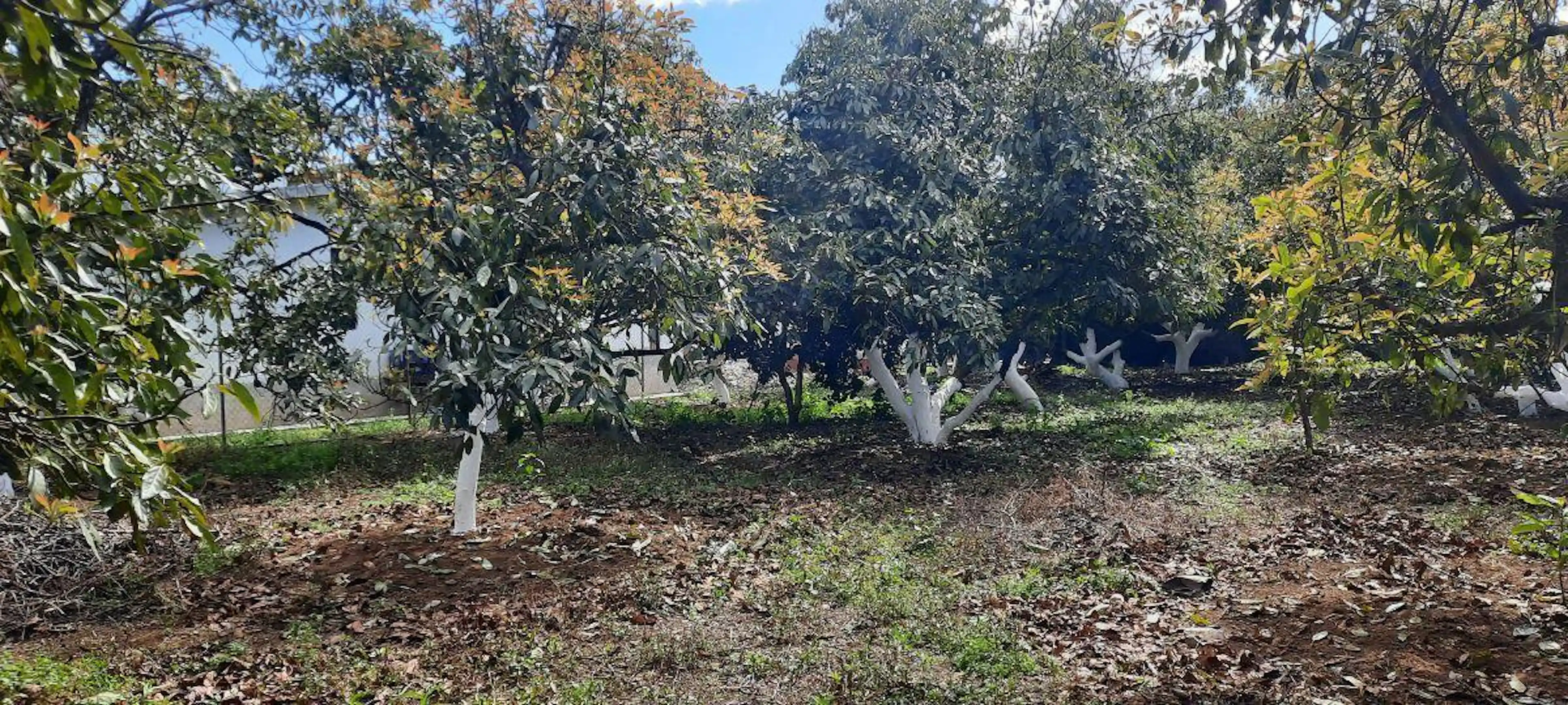 Terreno en Casas Viejas