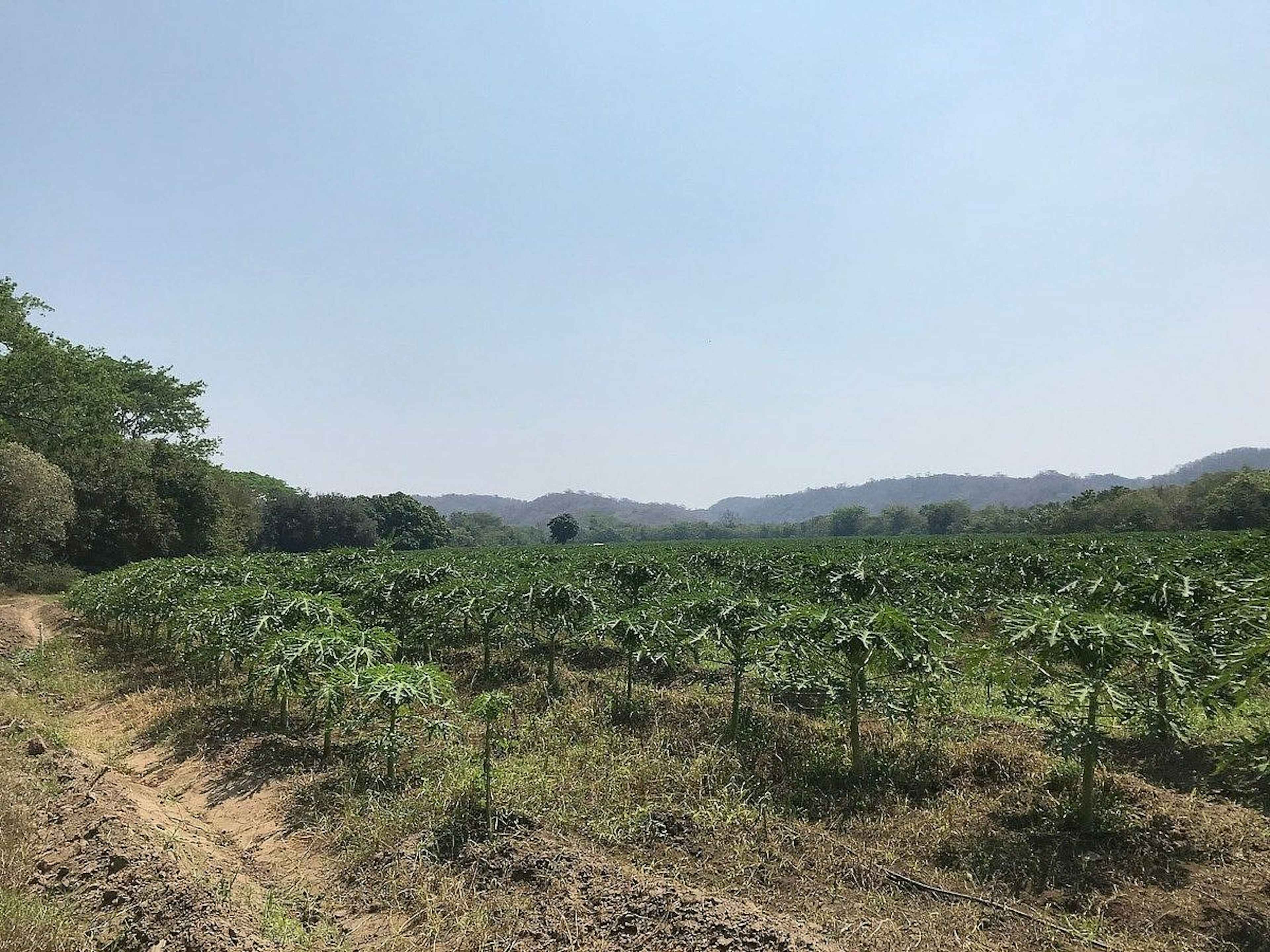 Terreno En Venta De 30 Ha En Huatulco